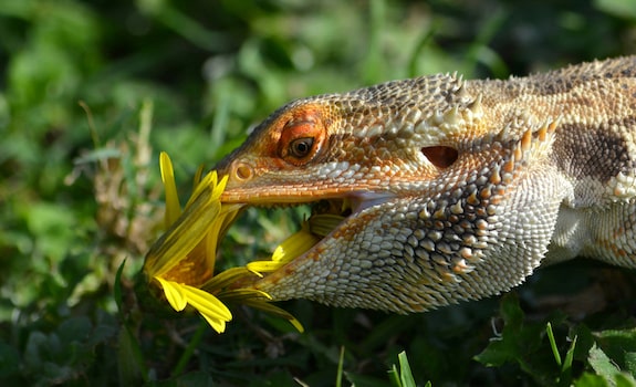 My Bearded Dragon Ate A Fake Leaf