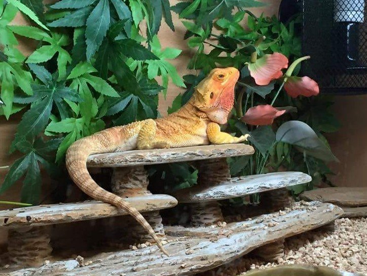 Unhealthy Bearded Dragon Poop