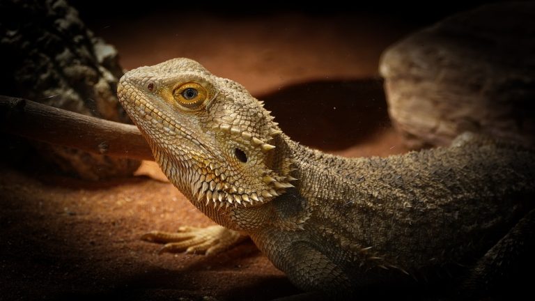 What Specific Fruits Can Bearded Dragon Eat?