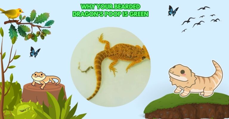 Why Your Bearded Dragon’s Poop Is Green – A Complete Guide