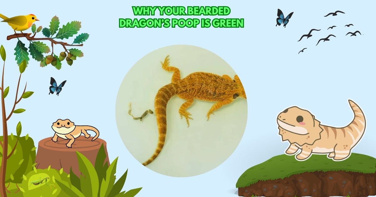 Why Your Bearded Dragon’s Poop Is Green