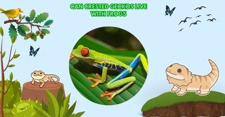 Can Crested Geckos Live With Frogs​