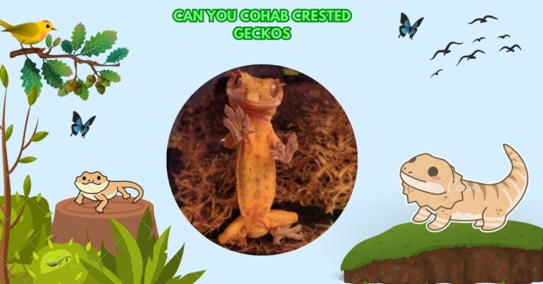Can You Cohab Crested Geckos​