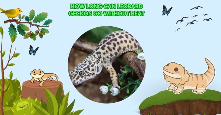 How Long Can Leopard Geckos Go Without Heat