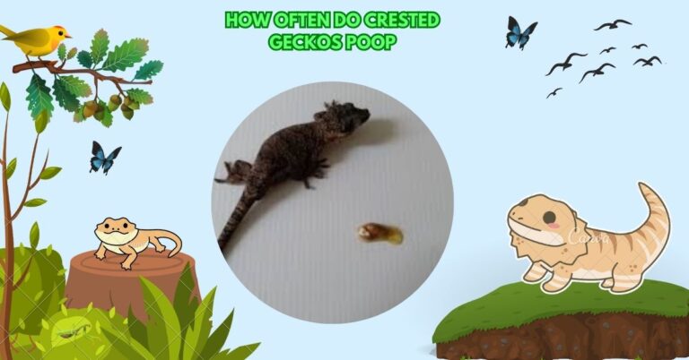 How Often Do Crested Geckos Poop​