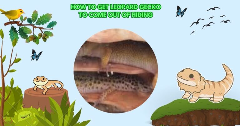 How To Get Leopard Gecko To Come Out Of Hiding