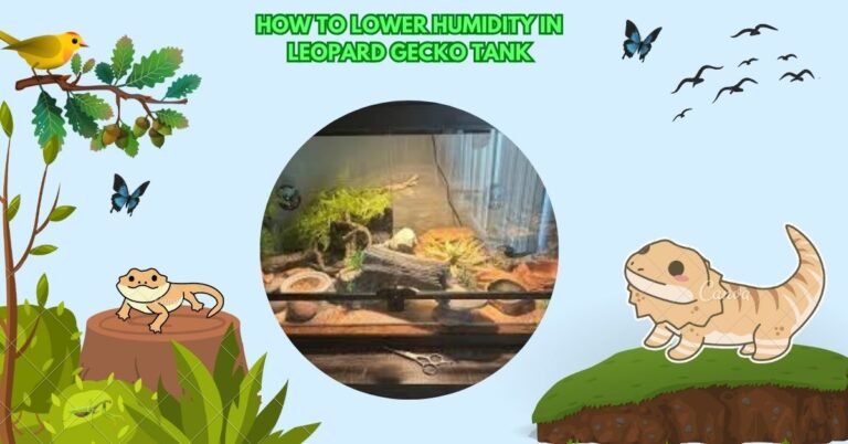 How To Lower Humidity In Leopard Gecko Tank – Read Out!