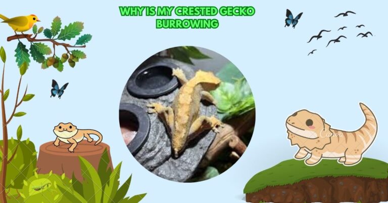 Why Is My Crested Gecko Burrowing​