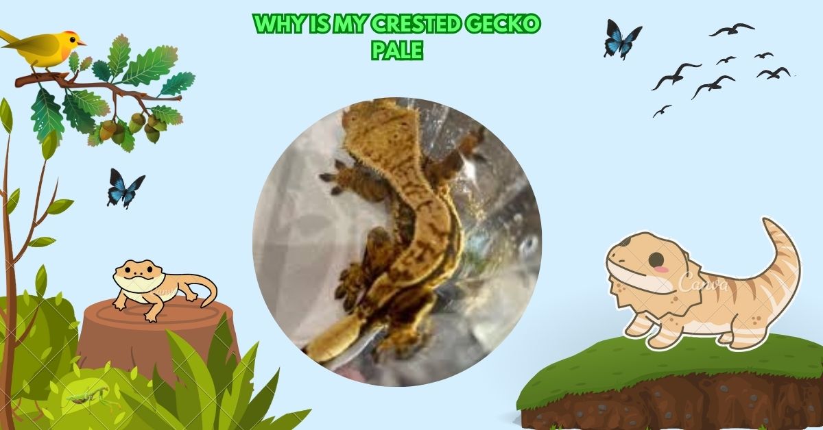 Why Is My Crested Gecko Pale​