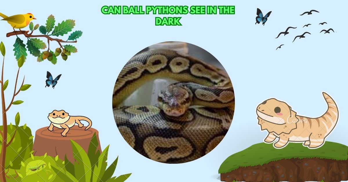 Can Ball Pythons See In The Dark