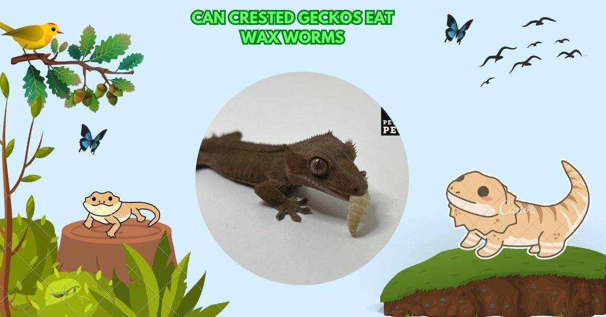 Can Crested Geckos Eat Wax Worms​