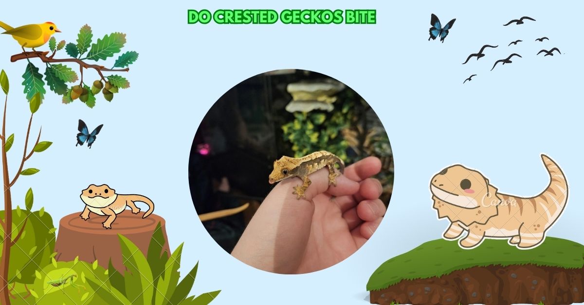 Do Crested Geckos Bite​