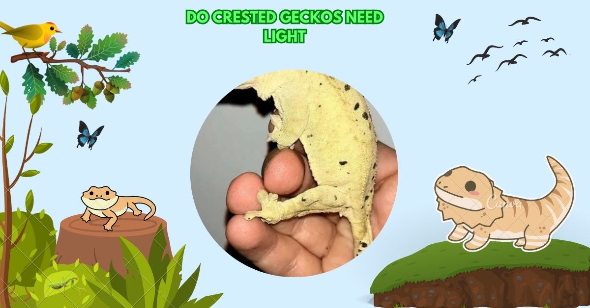 Do Crested Geckos Need Light​