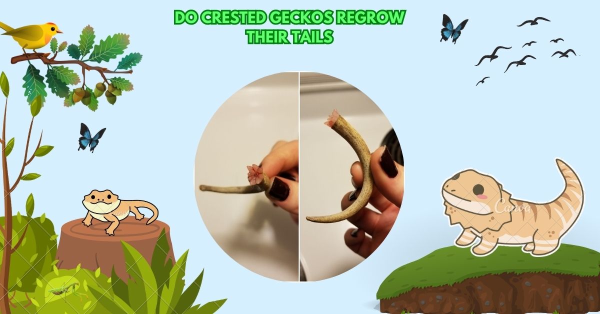 Do Crested Geckos Regrow Their Tails​