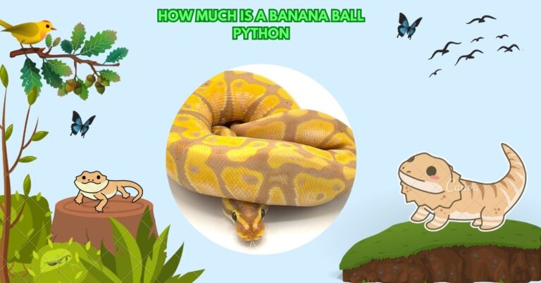 How Much Is A Banana Ball Python​