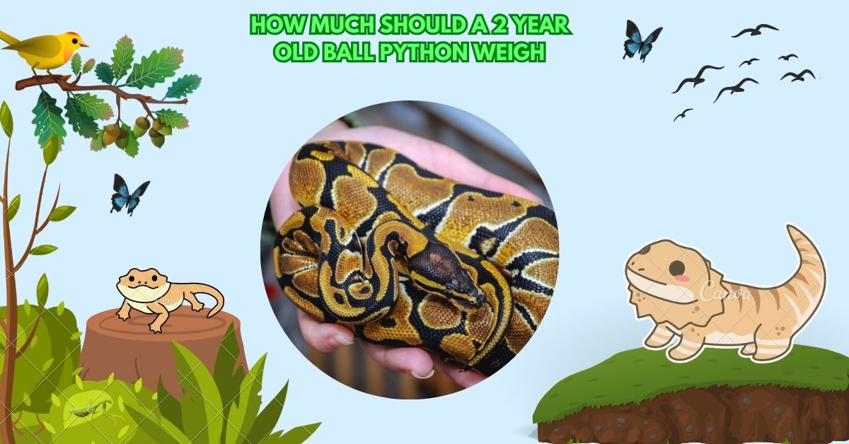 How Much Should A 2 Year Old Ball Python Weigh