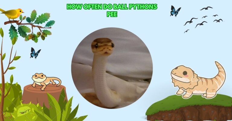 How Often Do Ball Pythons Pee