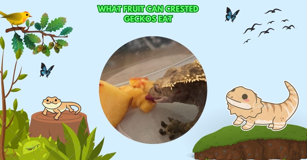 What Fruit Can Crested Geckos Eat​