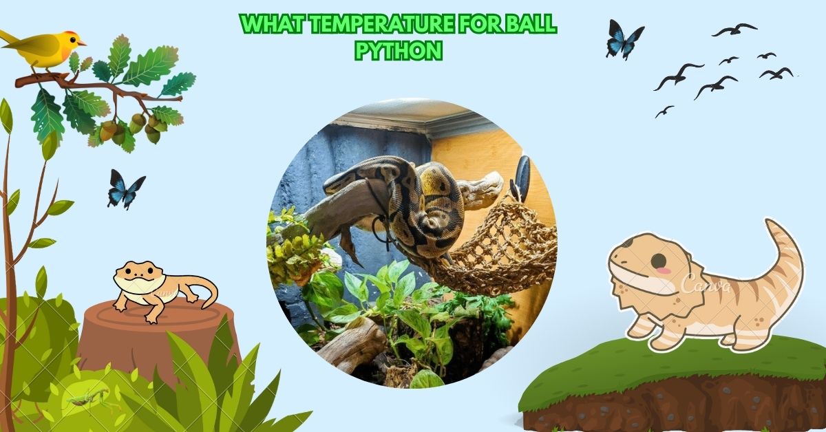 What Temperature For Ball Python​