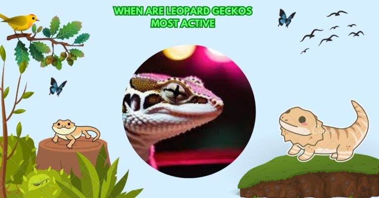 When Are Leopard Geckos Most Active – Complete Detailed!
