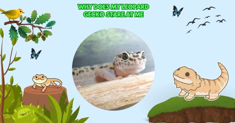 Why Does My Leopard Gecko Stare At Me
