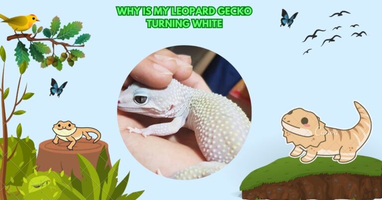 Why Is My Leopard Gecko Turning White