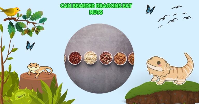 Can Bearded Dragons Eat Nuts – Risks & Health Concerns!