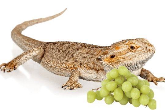 Additional Tips for Feeding Grapes