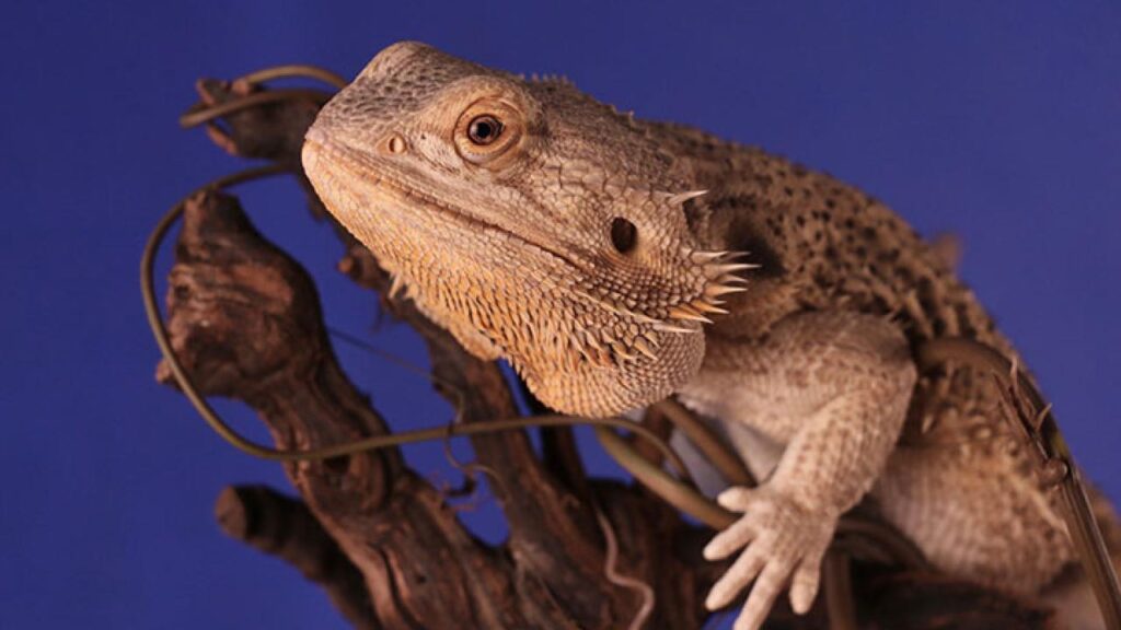 Bearded Dragons in Pop Culture
