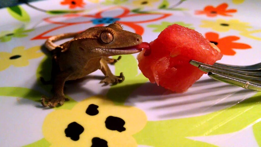 Benefits of Feeding Watermelon