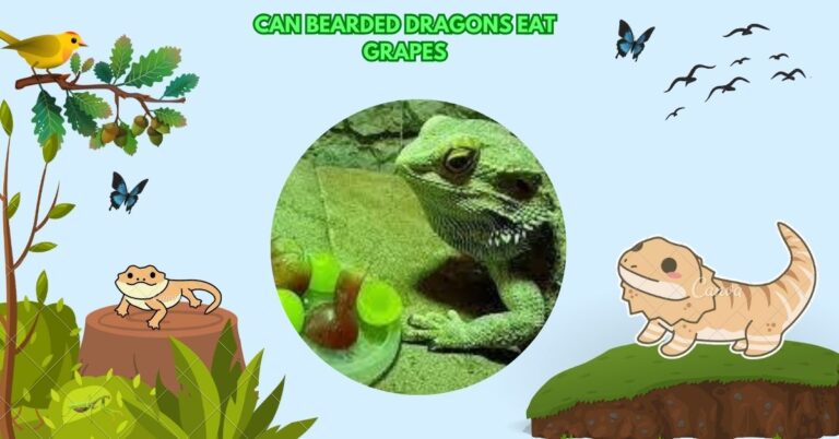 Can Bearded Dragons Eat Grapes​