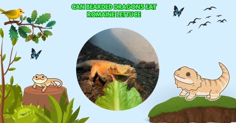 Can Bearded Dragons Eat Romaine Lettuce: A Complete Guide!