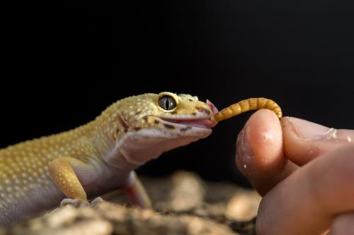 Can Crested Geckos Eat Moth Larvae?