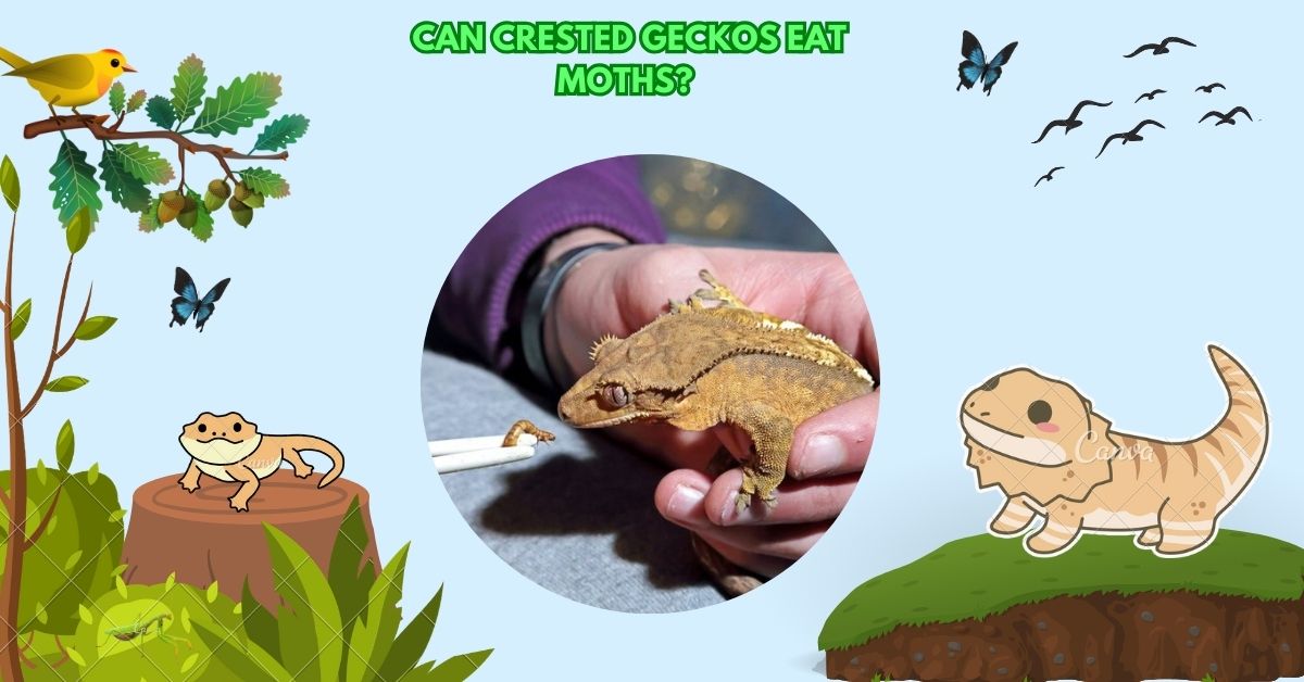 Can Crested Geckos Eat Moths?