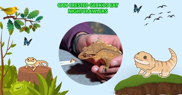 Can Crested Geckos Eat Nightcrawlers​