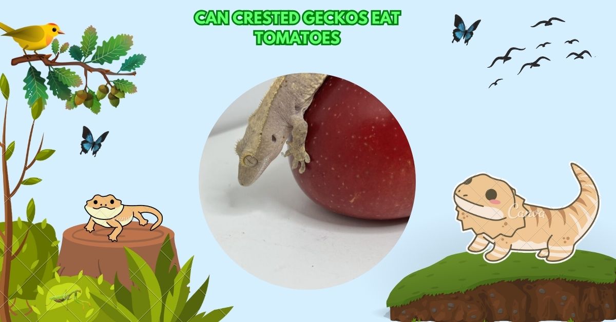 Can Crested Geckos Eat Tomatoes​