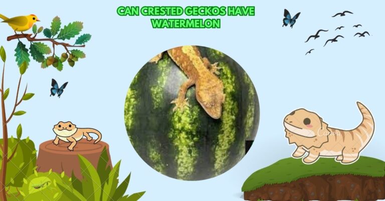 Can Crested Geckos Have Watermelon​
