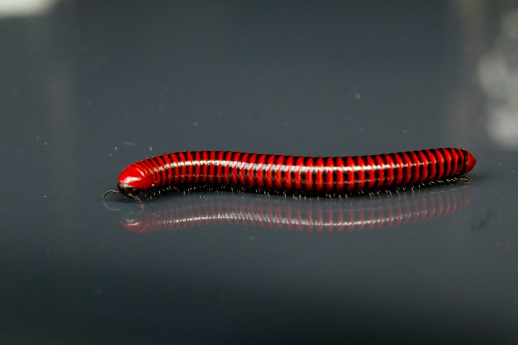 Can Leopard Geckos Eat Red Worms