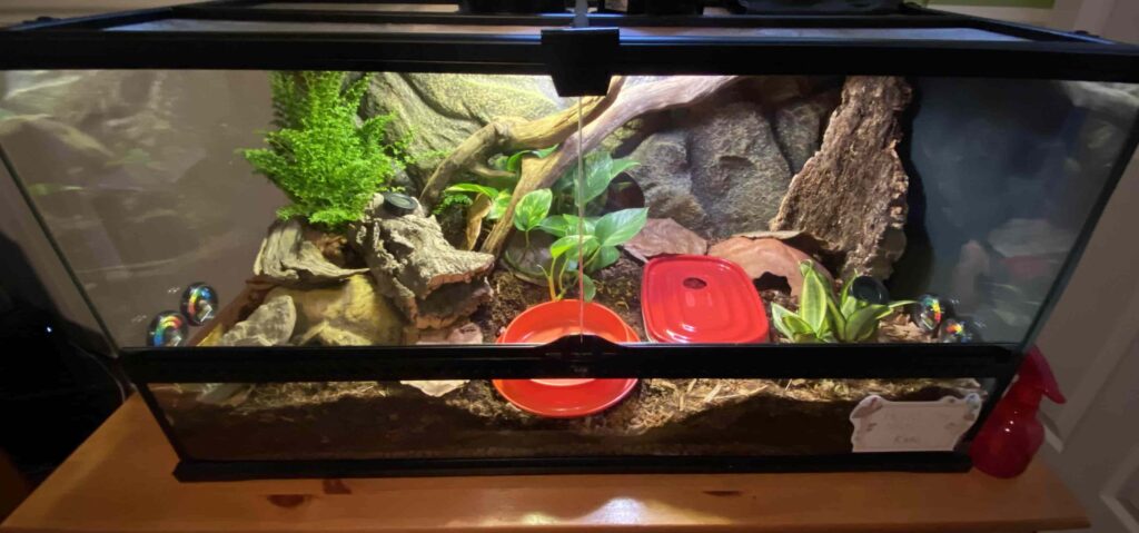 Common Reasons for Burrowing in Captivity