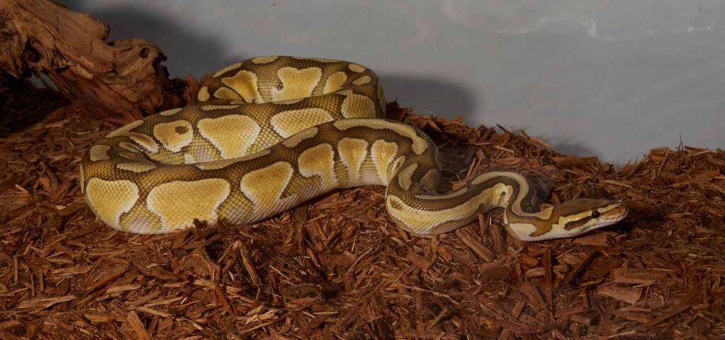 Enhancing Your Ball Python's Habitat