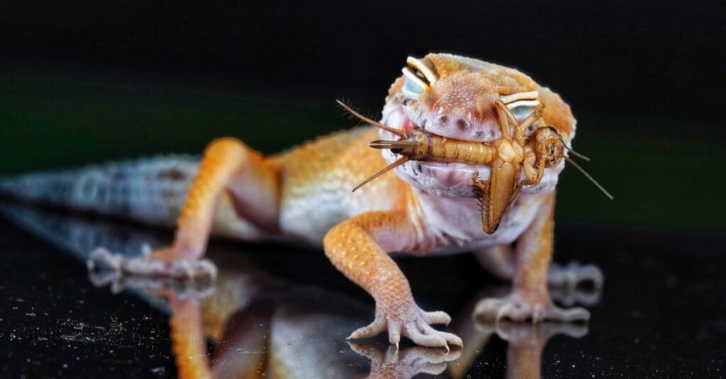 How to Safely Feed Moths to Your Crested Gecko