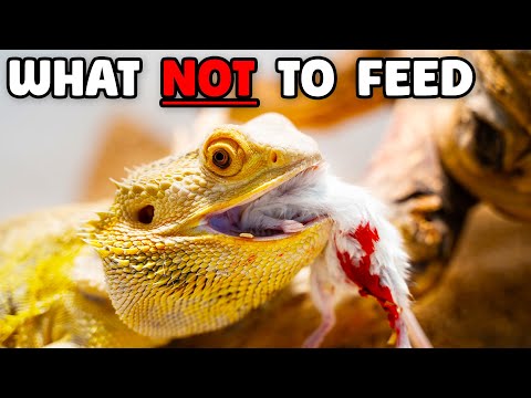List: Foods to Avoid for Bearded Dragons