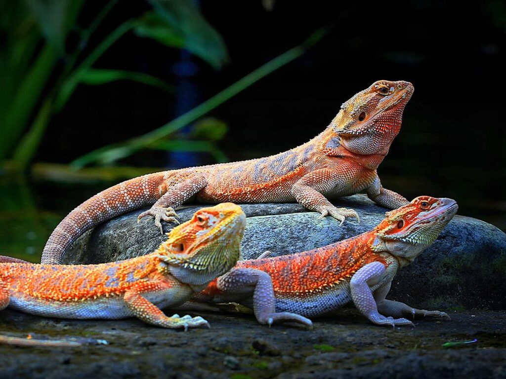 Preparing for Breeding