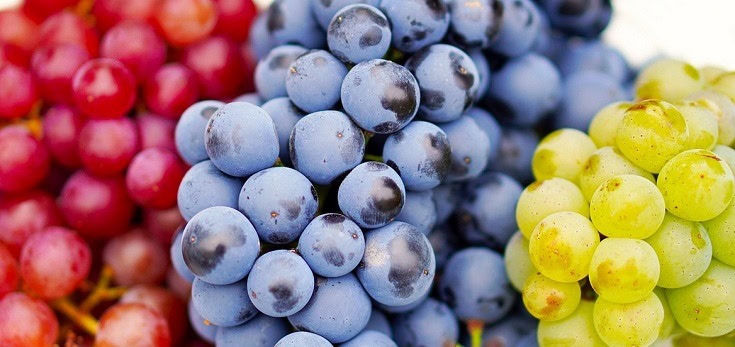 Types of Grapes: Which Are Best?