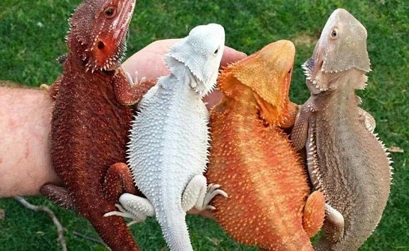 Understanding Bearded Dragon Morphs