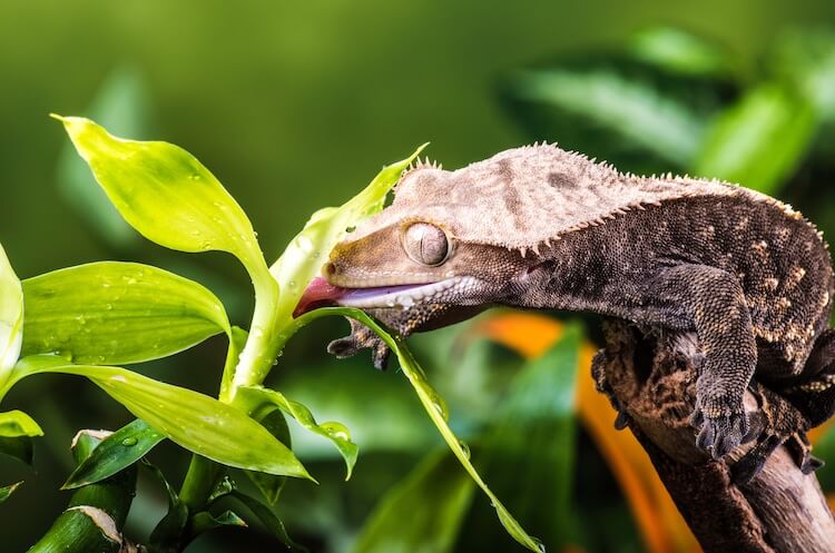 Understanding Crested Gecko Dietary Needs
