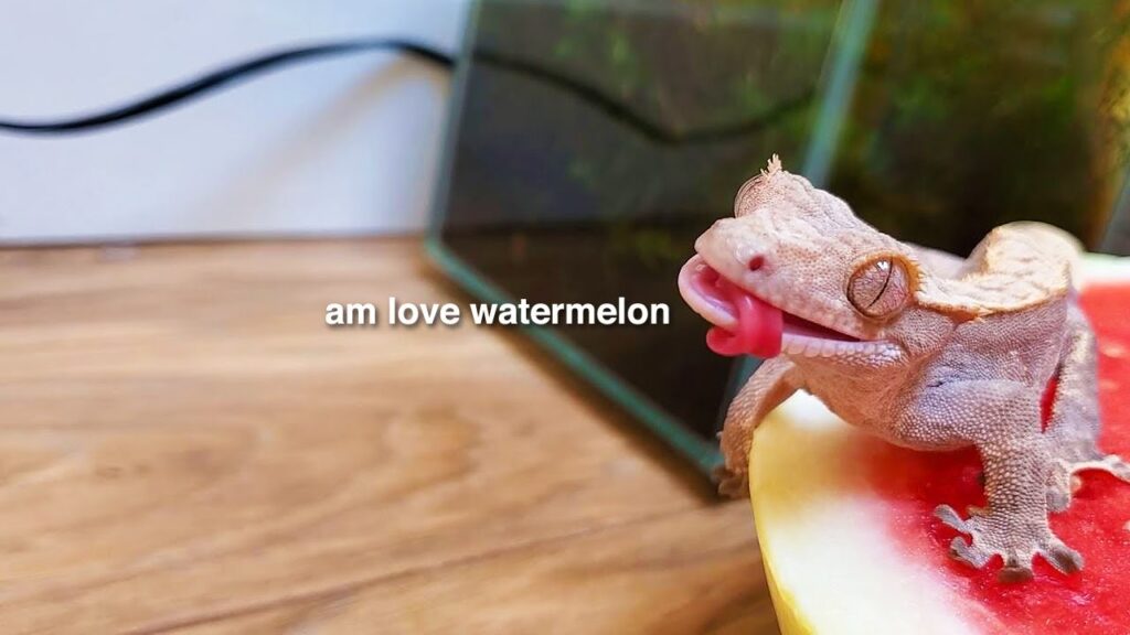 Understanding the Crested Gecko Diet