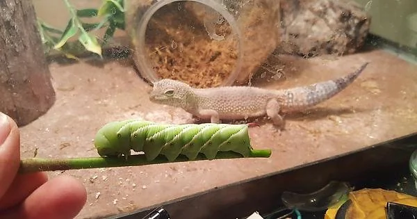Understanding the Crested Gecko’s Natural Diet