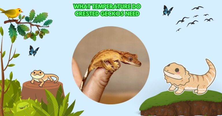 What Temperature Do Crested Geckos Need​: Owner Guide
