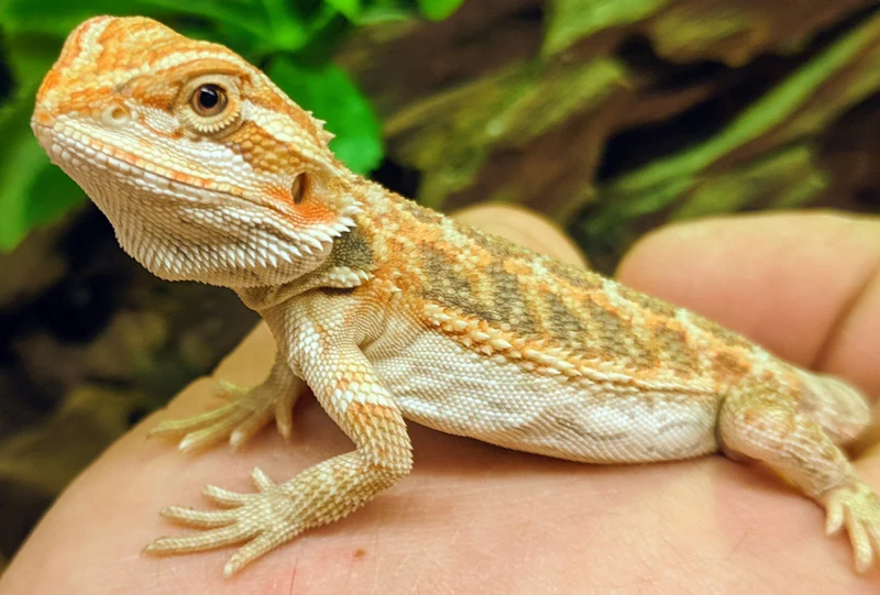 Why Choose a Bearded Dragon as a Pet?